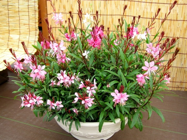手間いらずな宿根草:ガウラの鉢植え