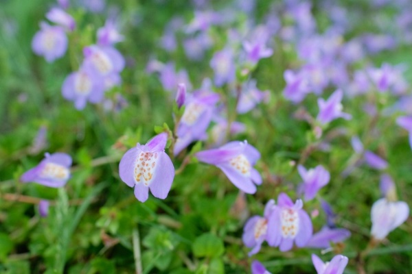 手間いらずな宿根草:淡い紫色のサギゴケ
