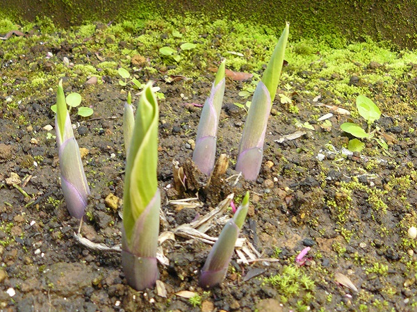 手間いらずな宿根草：ホスタの新芽