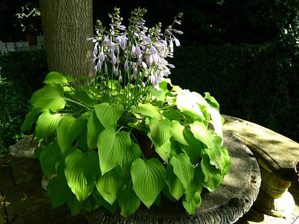 手間いらずな宿根草:日陰で生き生きとする鉢植えのホスタ