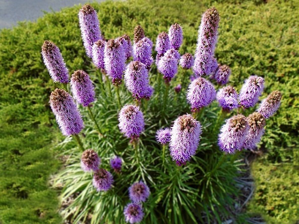 手間いらずな宿根草:大株の薄い紫色のリアトリス