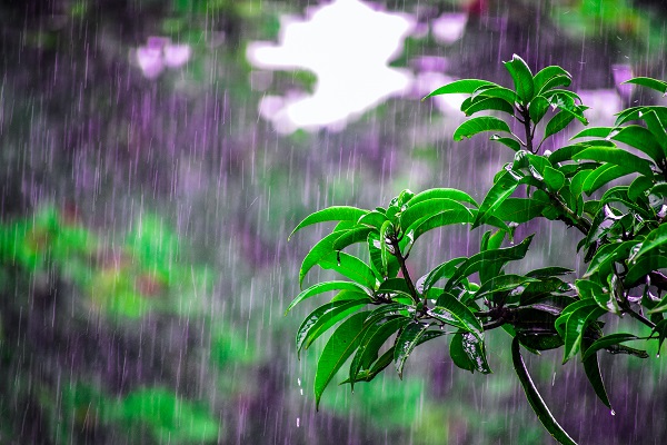 手間いらずな宿根草:大雨に打たれる植物