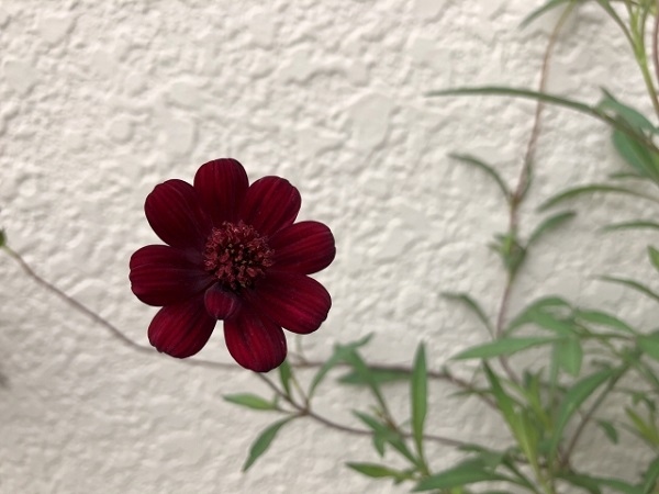 花壇に植えたいオシャレな宿根草:白い壁の前で咲くチョコレートコスモス