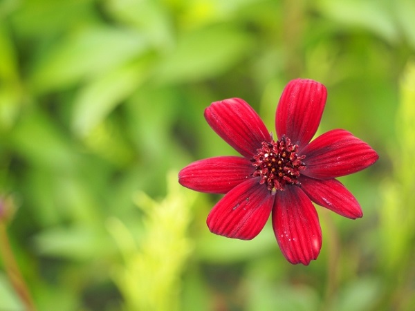 花壇に植えたいオシャレな宿根草:深紅色のチョコレートコスモス