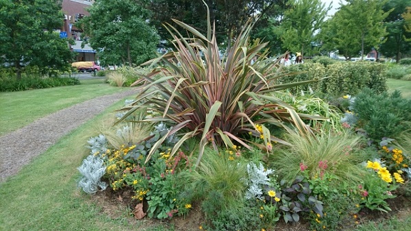 花壇に植えたいオシャレな宿根草:大きく育ったニューサイラン