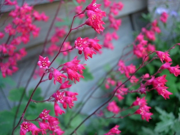 花壇に植えたいオシャレな宿根草:ヒューケラの花