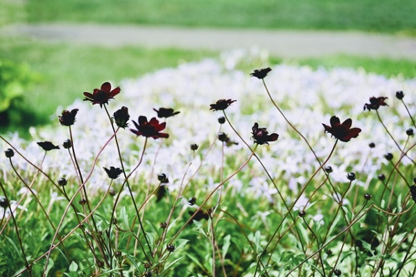 花壇に植えたいオシャレな宿根草：チョコレートコスモスと白い花