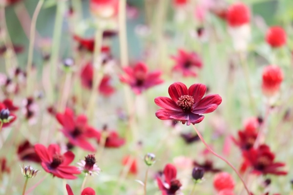 花壇に植えたいオシャレな宿根草：深紅色のチョコレートコスモス