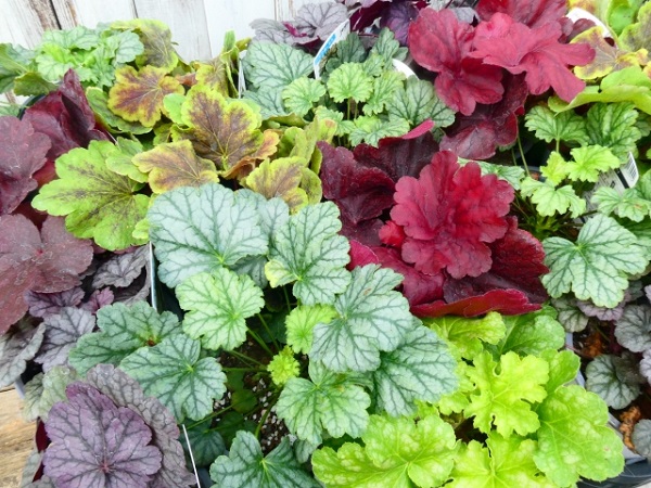 花壇に植えたいオシャレな宿根草:色とりどりのヒューケラ