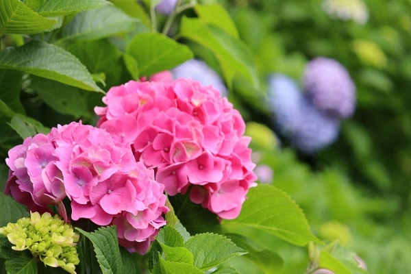 花壇に植えたいオシャレな宿根草:ピンク色のアジサイ