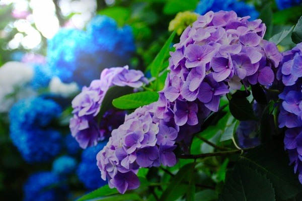 花壇に植えたいオシャレな宿根草:紫色のアジサイと青色のアジサイ