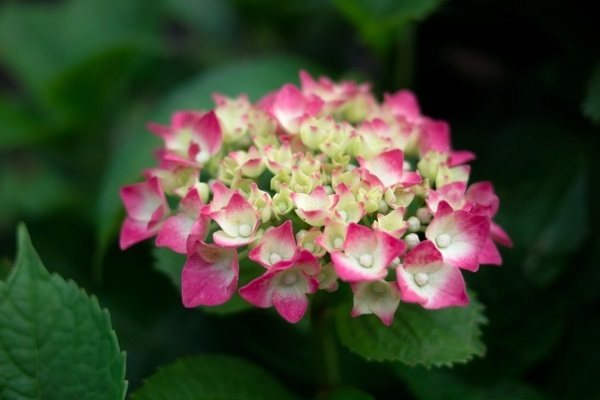 花壇に植えたいオシャレな宿根草:ピンク色の縁取りがあるアジサイ