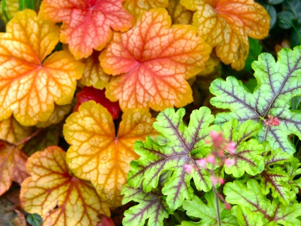 花壇に植えたいオシャレな宿根草:オレンジ色と葉脈がクッキリした緑色のヒューケラ