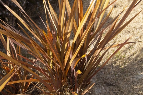 花壇に植えたいオシャレな宿根草：銅葉色のニューサイラン