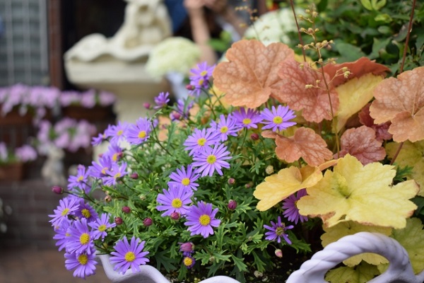 花壇に植えたいオシャレな宿根草:寄せ植えの脇役になるヒューケラ