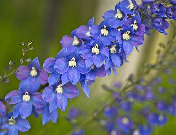 花壇に植えたいオシャレな宿根草:デルフィニウムの花のアップ