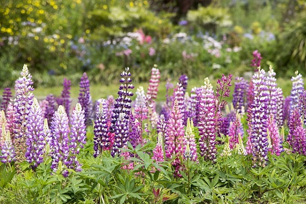 花壇に植えたいオシャレな宿根草:赤紫~紫色のデルフィニウム