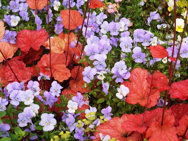 花壇に植えたいオシャレな宿根草:紫色の花と赤いヒューケラ
