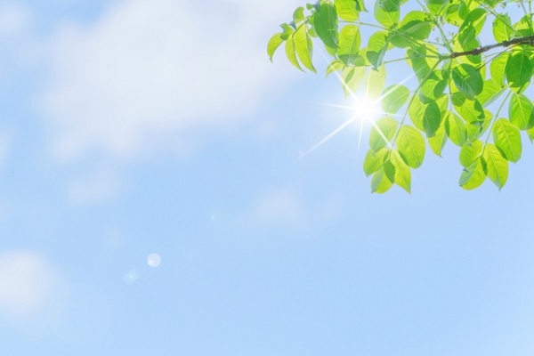 4月の宿根草のお手入れ:太陽の日差しと植物