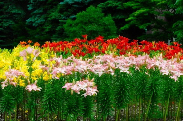 4月の宿根草のお手入れ:次々と開花するユリ
