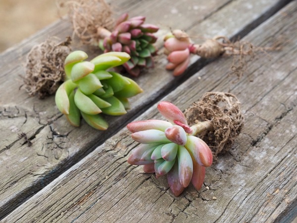 4月の宿根草のお手入れ:多肉植物の株分け