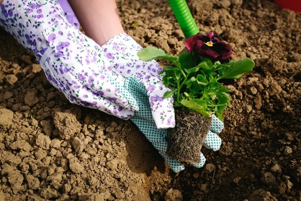4月の宿根草のお手入れ:苗を植える