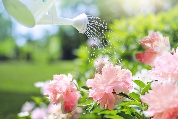 4月の宿根草のお手入れ:ピンク色の花に水やり