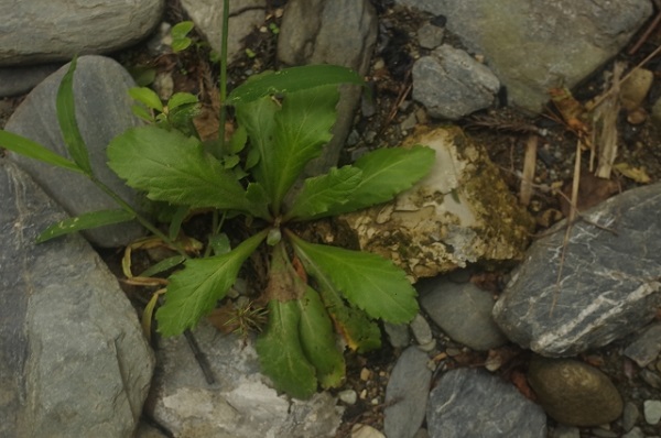 熱湯除草の効果について:ハルジオン