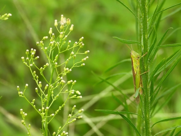 熱湯除草の効果について:オオアレノキクとイナゴ