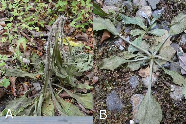熱湯除草の効果について:枯れかけたオオアレノキクとハルジオン