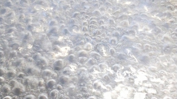 熱湯除草の効果について:沸騰して泡がぶくぶくしているお湯