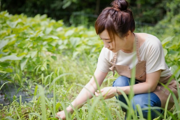 熱湯除草の効果について：草むしりをする女性
