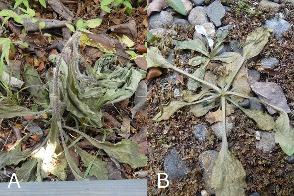 熱湯除草の効果について:枯れかけたオオアレノキクとハルジオン