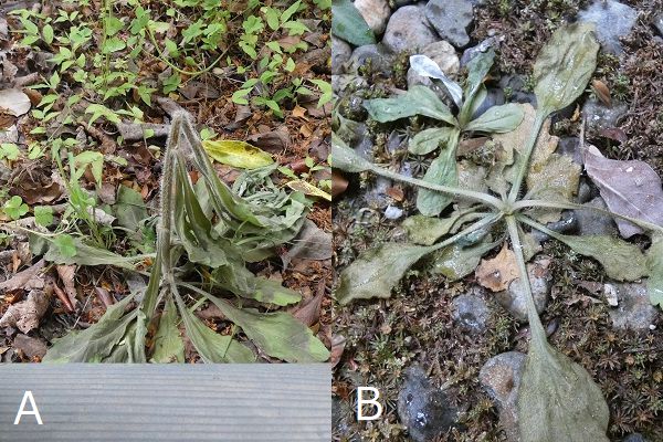 熱湯除草の効果について:枯れかけたオオアレノキクとハルジオン