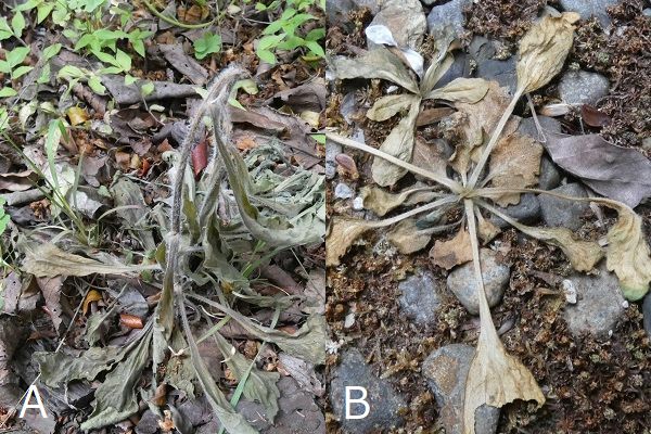 熱湯除草の効果について:地上部の葉が枯れたオオアレノキクとハルジオン