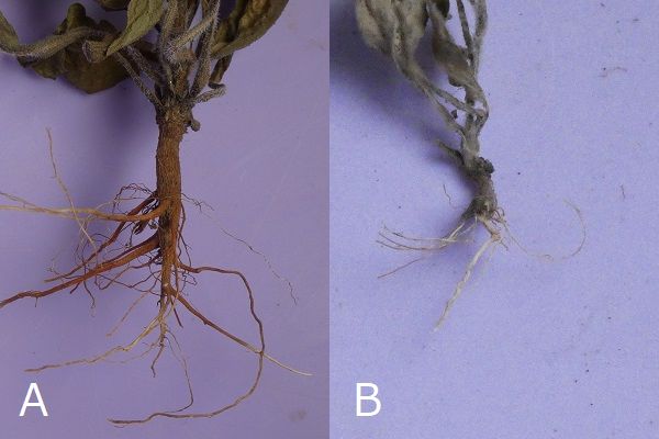 熱湯除草の効果について:オオアレノキクとハルジオンの根