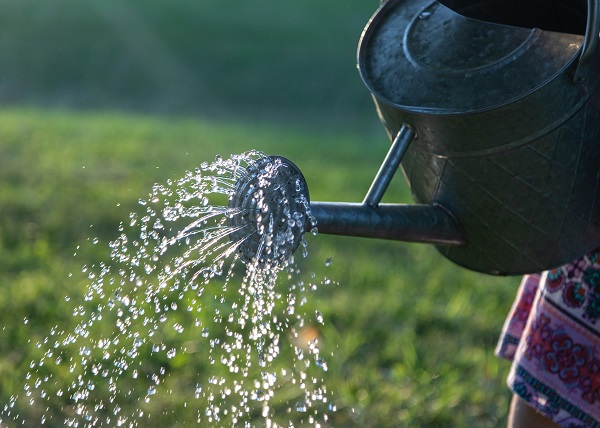 熱湯除草の効果について:ジョウロで水をかける