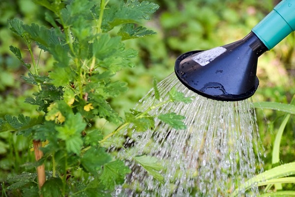 熱湯除草の効果について:ジョウロで水撒き