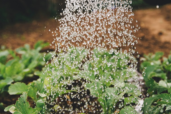 熱湯除草の効果について:大量の水をかける