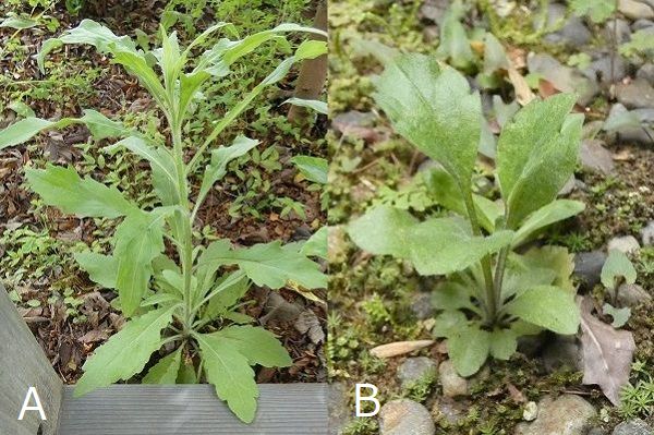 熱湯除草の効果について:オオアレノキクとハルジオン