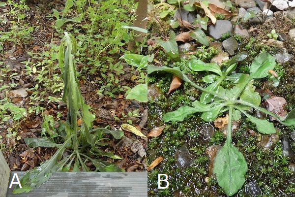 熱湯除草の効果について:熱湯除草直後のオオアレノキクとハルジオン
