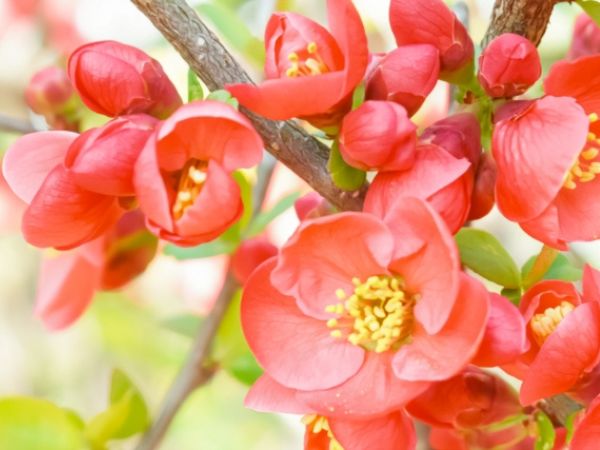 寒さに強く春に花が咲く中低木:ボケ