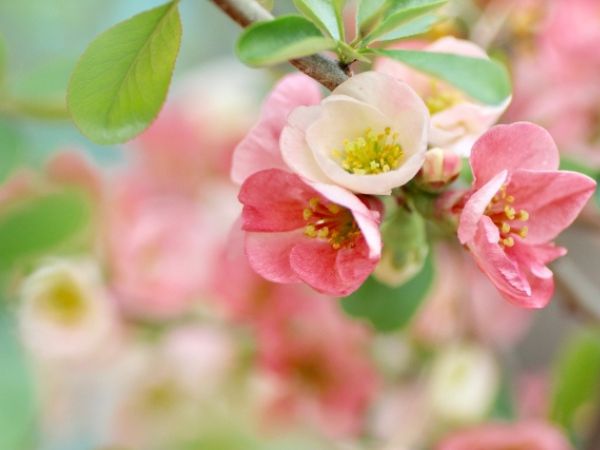 寒さに強く春に花が咲く中低木:ボケ