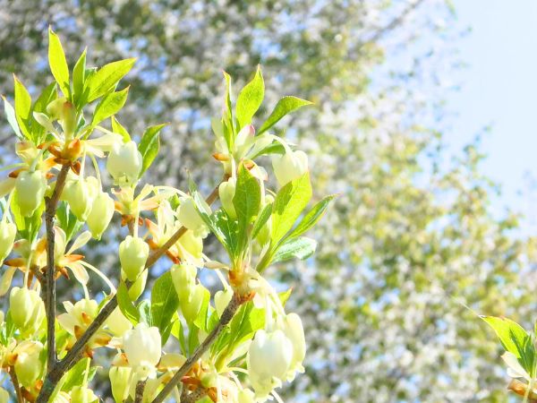 寒さに強く春に花が咲く中低木:ドウダンツツジ