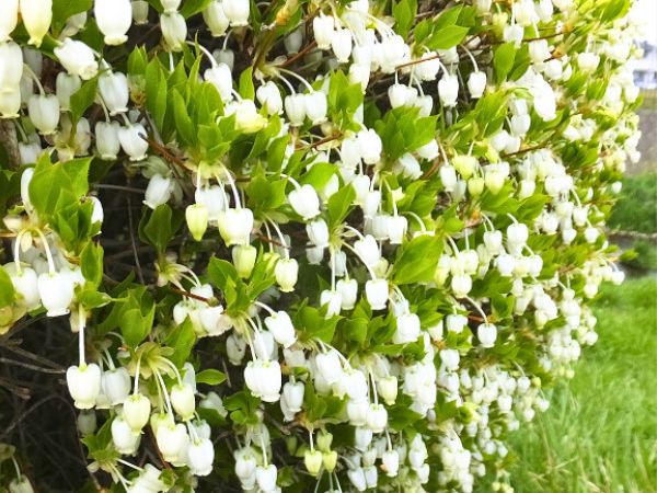 寒さに強く春に花が咲く中低木:ドウダンツツジ