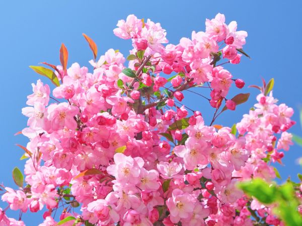 寒さに強く春に花が咲く中低木:ハナカイドウ