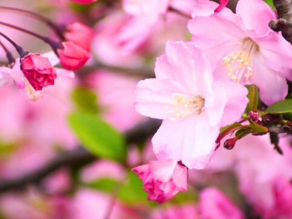 寒さに強く春に花が咲く中低木