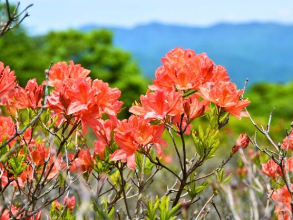 寒さに強く春に花が咲く中低木:レンゲツツジ