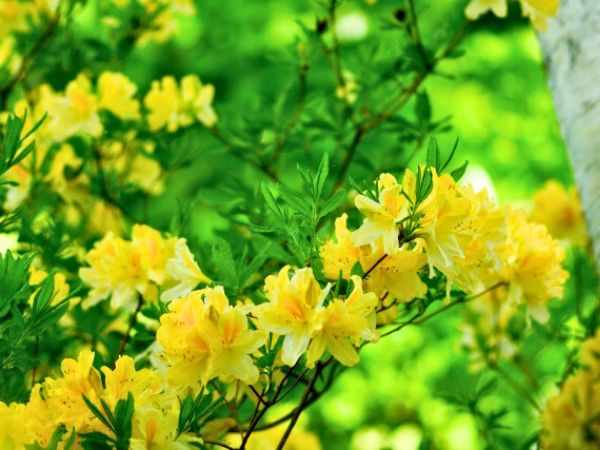 寒さに強く春に花が咲く中低木:レンゲツツジ