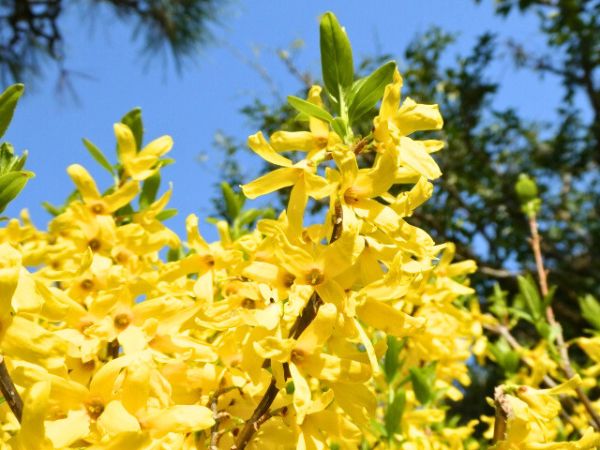 寒さに強く春に花が咲く中低木:レンギョウ